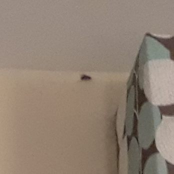 Hampton Inn Statesboro - Large roach - Hotels Near Me - Statesboro, Georgia