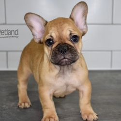 Petland Lee's Summit