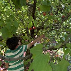 Liberty Apple Orchard