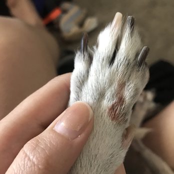 Canine Castle II - Pet Groomers Near Me - Thousand Oaks, California