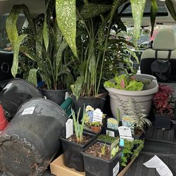 Big Bloomers Flower Farm