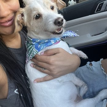 Spawtless LA - I love the Mohawk that Tony gave Jack. Super cute !!! He smells sooo good too - Pet Groomers Near Me - Los Angeles, California