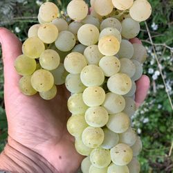 Ellison Estate Vineyard