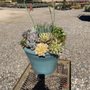 Photo of Maehara Nursery