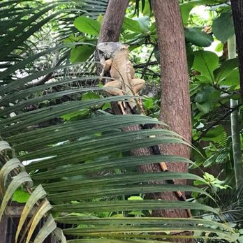 River Café - You might see an iguana here which will distract you from your shitty meal. - Mexican Near Me - Puerto Vallarta, JAL River Café - You might see an iguana here which will distract you from your shitty meal. - Mexican Near Me - Puerto Vallarta, JAL