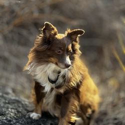 Valrico Animal Clinic - Milo