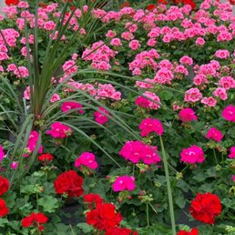 Corsos Flower And Garden Center 50 Photos 12 Reviews Florists 3404 Milan Rd Sandusky Oh Phone Number Yelp