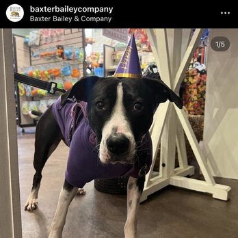 Baxter Bailey & Company - Pet Stores Near Me - Nashville, Tennessee