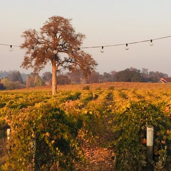 Vino Noceto - The view from the picnic area. - Wineries Near Me - Plymouth, California Vino Noceto - The view from the picnic area. - Wineries Near Me - Plymouth, California