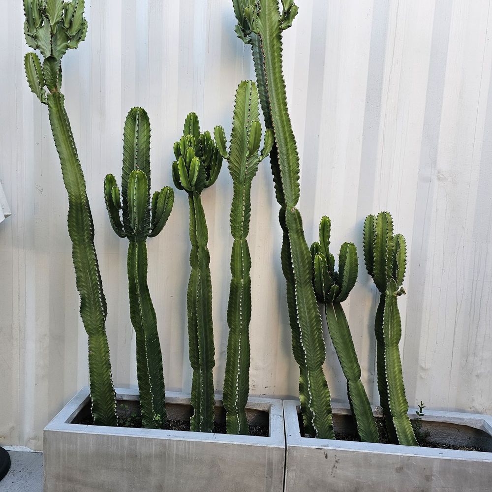 Los Taquero Mucho - Cactus outside restaurant - Caterers Near Me - Montebello, California Los Taquero Mucho - Cactus outside restaurant - Caterers Near Me - Montebello, California