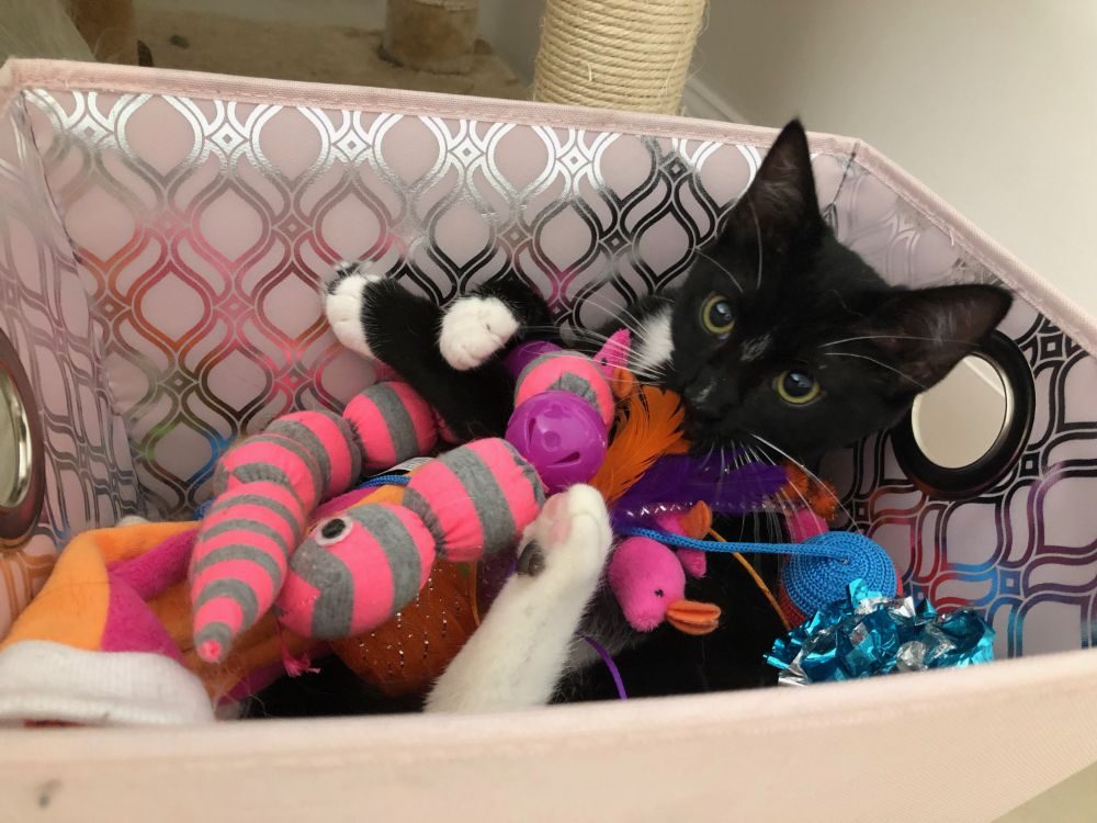 Pawsitive Influence - pet boarding facility in Fort Lauderdale, FL