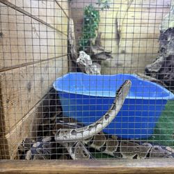 Critter Pet Shop