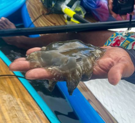 Virgin Islands Ecotours - St. Thomas by null