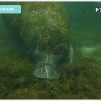Manatee Tour And Dive - Manatee snorkel tour - Scuba Diving Near Me - Crystal River, Florida Manatee Tour And Dive - Manatee snorkel tour - Scuba Diving Near Me - Crystal River, Florida