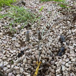 Blue Water Nursery and Irrigation - It was buried only a couple inches under the gravel.