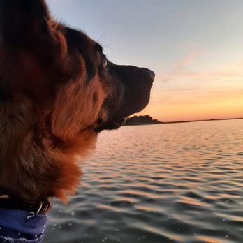Lakeside Pet Care and Training - Pet Training Near Me Lakeside Pet Care and Training - Pet Training Near Me