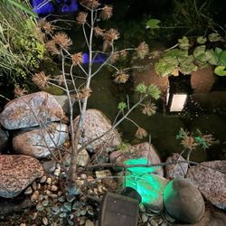 Kyoto Japanese Steakhouse & Sushi Bar - Outside zen garden