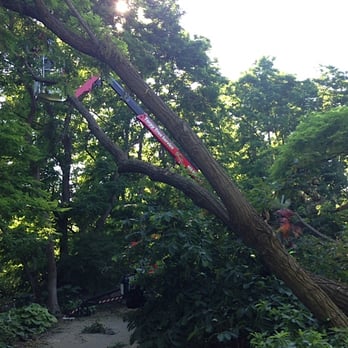 Torpy Tree Service - a torp stuck in a tree - Tree Services Near Me - Omaha, Nebraska