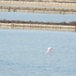 Molentargius - Saline