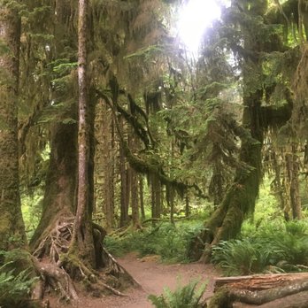 Hoh Rainforest - Hiking Near Me - Forks, Washington Hoh Rainforest - Hiking Near Me - Forks, Washington