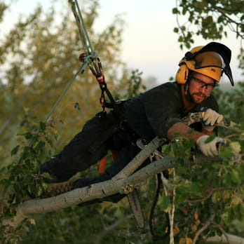 Cutting Edge Tree Care - Tree Services Near Me - Lafayette, Colorado