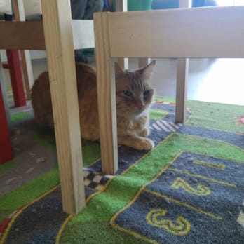 Cat Town - fun to find all the hidden kitties - Animal Shelters Near Me - Oakland, California Cat Town - fun to find all the hidden kitties - Animal Shelters Near Me - Oakland, California