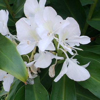 Smith's Tropical Paradise - Botanical Gardens Near Me - Kapaa, Hawaii Smith's Tropical Paradise - Botanical Gardens Near Me - Kapaa, Hawaii