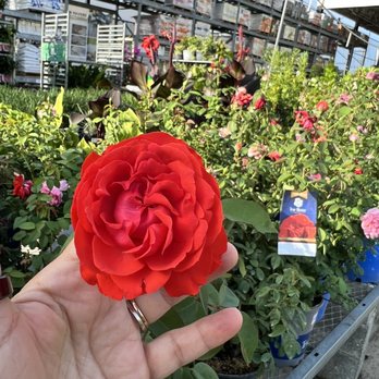 The Home Depot - Roses at Home Depot - Nurseries & Gardening Near Me - Boynton Beach, Florida