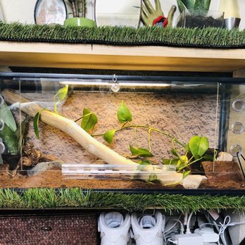 East Bay Vivarium - His/her tank - Reptile Shops Near Me - Berkeley, California