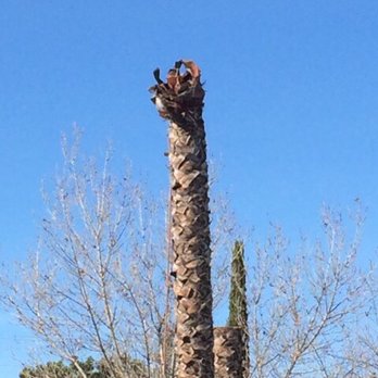 Charles Tree Service - Tree Services Near Me - Lemon Grove, California Charles Tree Service - Tree Services Near Me - Lemon Grove, California