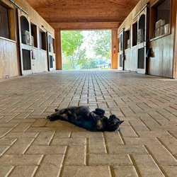 Thoroughbred Heritage Horse Farm Tours - Horse stalls and barn cat