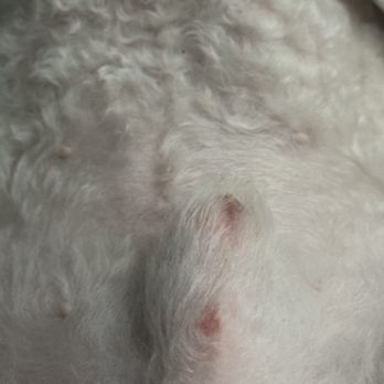 Barking Spot - Small cut on my dog - Pet Stores Near Me - Chula Vista, California