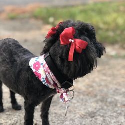 Patty's Fur Topia - Atlanta Pet Care Center - Pretty Bows