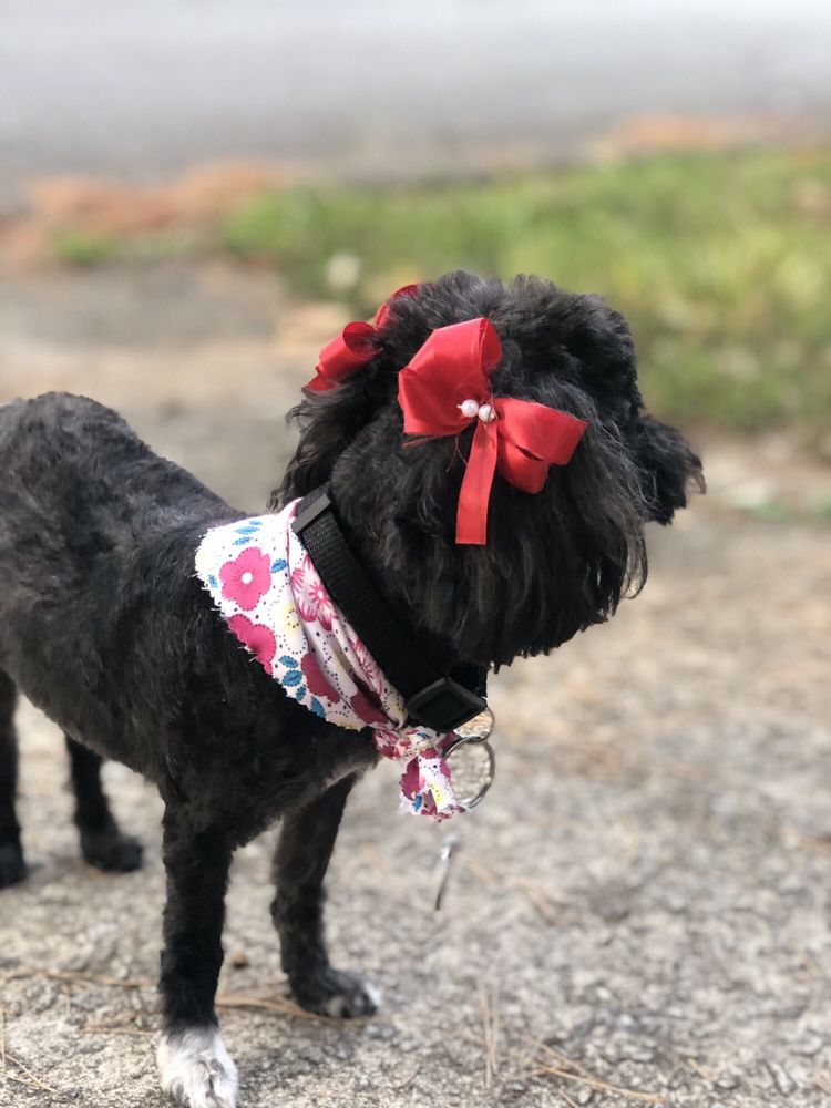 Patty's Fur Topia - Atlanta Pet Care Center - pet boarding facility in Stone Mountain, GA