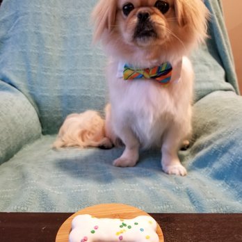 Tails - Yogurt covered peanut butter biscuit for his birthday. - Pet Stores Near Me - San Luis Obispo, California Tails - Yogurt covered peanut butter biscuit for his birthday. - Pet Stores Near Me - San Luis Obispo, California
