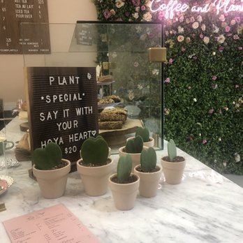 Coffee and Plants - Cute Hoya plants for sale - Coffee & Tea Near Me - Pasadena, California