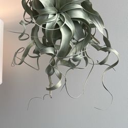 Young Flowers - Fabulous air plant