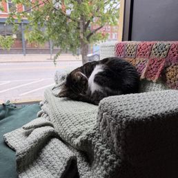 Janice the cat on a crochet cat couch Janice the cat on a crochet cat couch