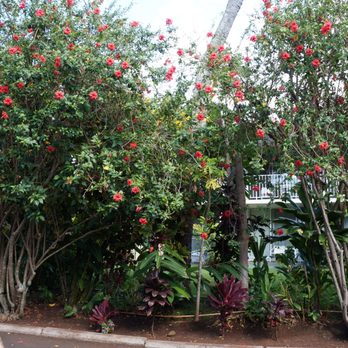 Napili Surf Beach Resort - Flowers are everywhere around. - Resorts Near Me - Lahaina, Hawaii Napili Surf Beach Resort - Flowers are everywhere around. - Resorts Near Me - Lahaina, Hawaii