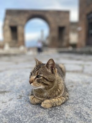 Archaeological Park of Pompeii by null