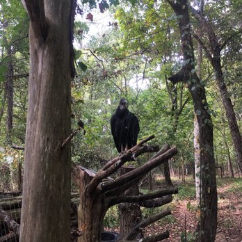 Birmingham Zoo - Black Vulture - Zoos Near Me - Birmingham, Alabama Birmingham Zoo - Black Vulture - Zoos Near Me - Birmingham, Alabama