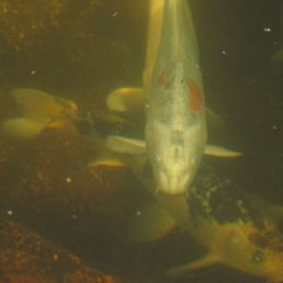 Koi pond Koi pond