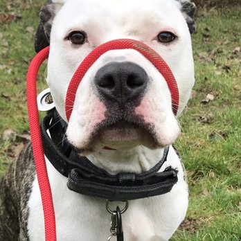 We Love Pets Maidstone - Hera - Dog Walkers Near Me - Maidstone, KEN