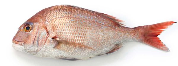 Osler Fish Market by null