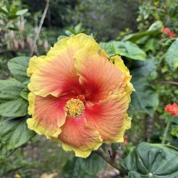 Waimea Valley - Venues & Event Spaces Near Me - Haleiwa, Hawaii Waimea Valley - Venues & Event Spaces Near Me - Haleiwa, Hawaii