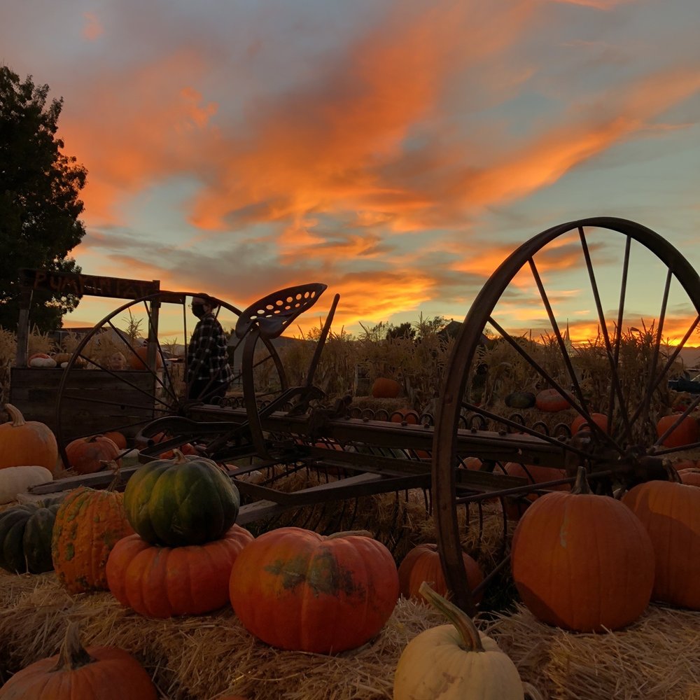 Mabey’s Pumpkin Patch - Pumpkin Patches Near Me - South Jordan, Utah Mabey’s Pumpkin Patch - Pumpkin Patches Near Me - South Jordan, Utah