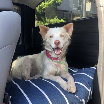 Decker's Dog and Cat - New bed! - Pet Stores Near Me - La Jolla, California