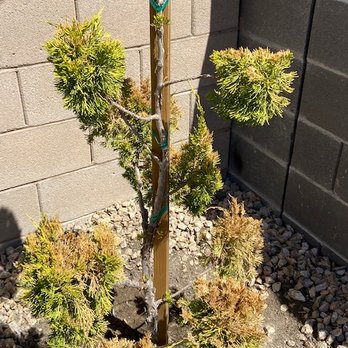 Northwest Landscape & Maintenance - Landscaping Near Me - Las Vegas, Nevada Northwest Landscape & Maintenance - Landscaping Near Me - Las Vegas, Nevada