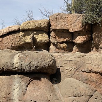 Arizona-Sonora Desert Museum - Sheep - Museums Near Me - Tucson, Arizona