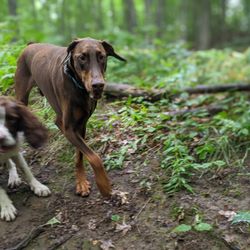 Dog Park on Wheels Off Leash Walking and Boarding